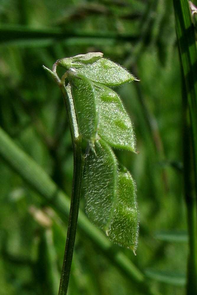 Изображение особи Vicia hirsuta.