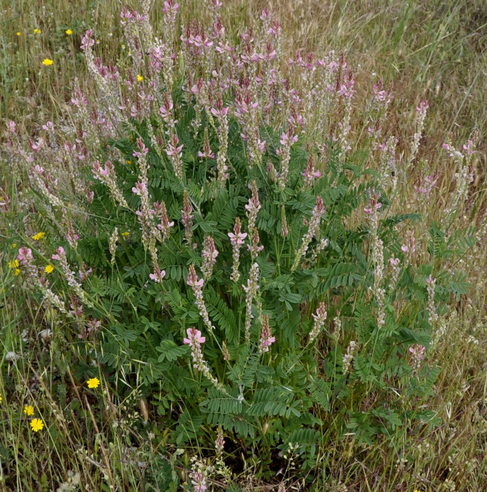 Image of Onobrychis arenaria ssp. lasiostachya specimen.