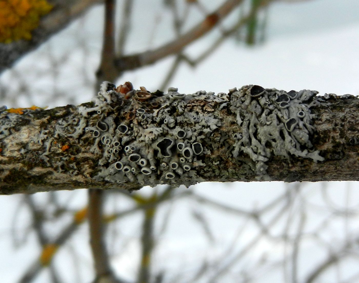 Image of genus Physcia specimen.