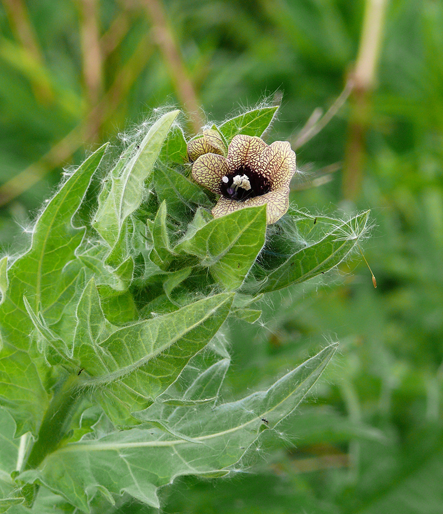 Изображение особи Hyoscyamus niger.