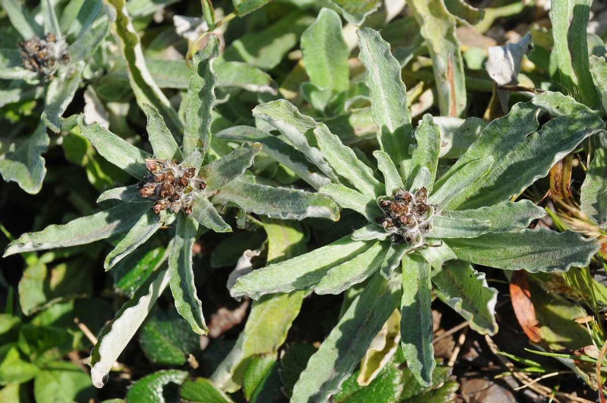 Image of Gamochaeta ustulata specimen.