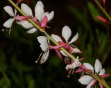 Gaura lindheimeri
