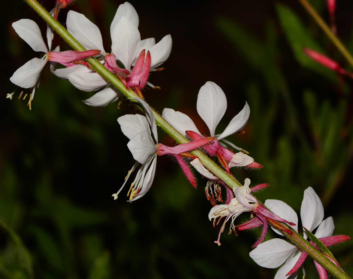 Image of Gaura lindheimeri specimen.