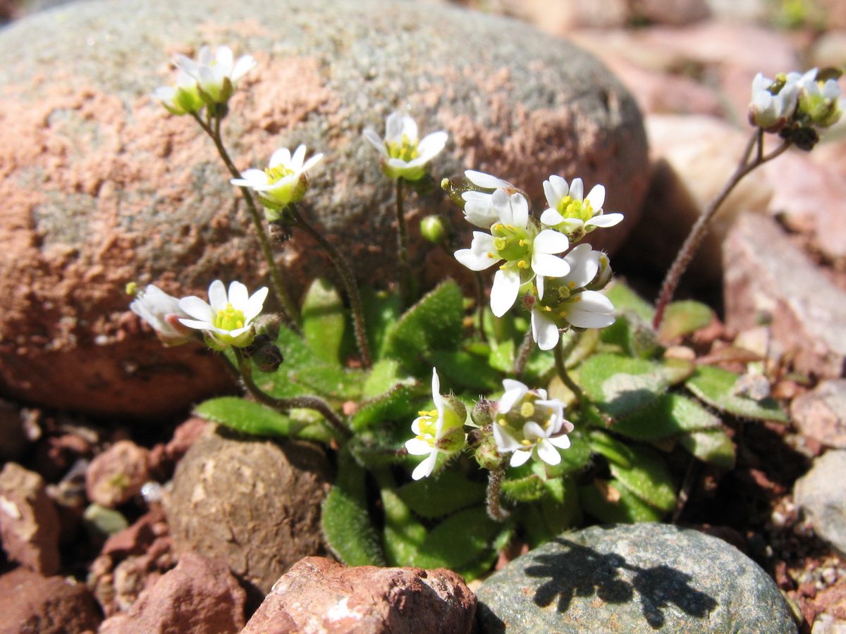 Image of Erophila verna specimen.