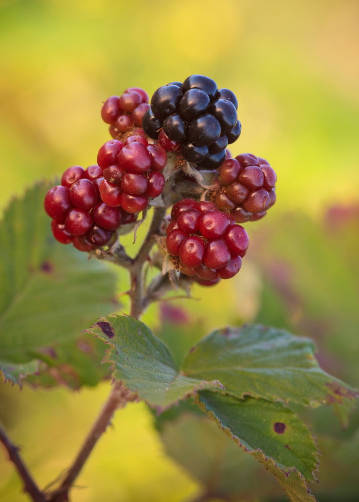 Изображение особи род Rubus.