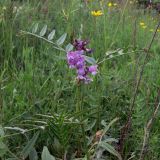 Vicia sepium