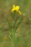 Iris pineticola