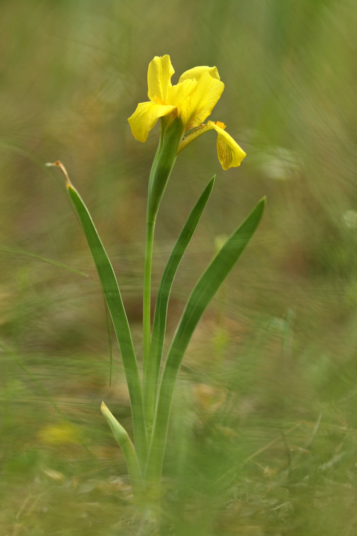 Изображение особи Iris pineticola.