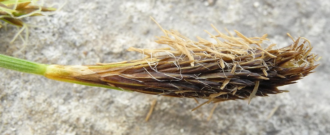 Изображение особи Carex brevicollis.