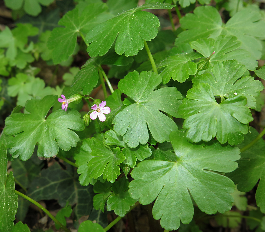 Изображение особи Geranium lucidum.