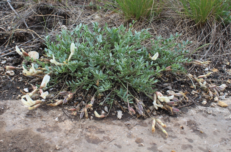 Image of Astragalus depauperatus specimen.