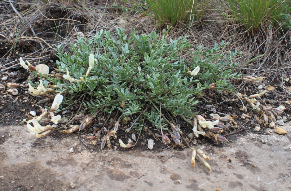 Изображение особи Astragalus depauperatus.