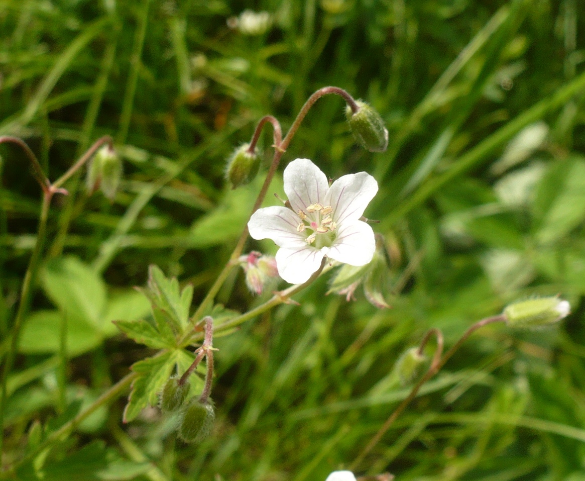 Image of Geranium asiaticum specimen.