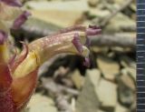 Orobanche grenieri