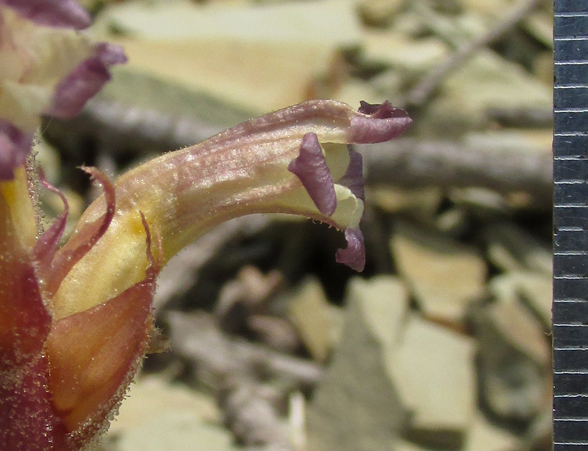 Image of Orobanche grenieri specimen.