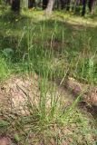 семейство Poaceae
