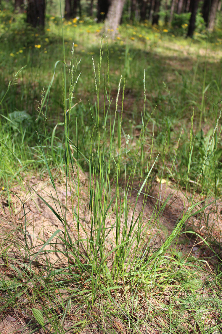 Image of familia Poaceae specimen.