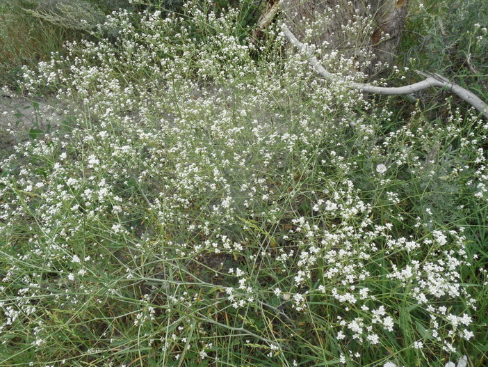 Изображение особи род Crambe.