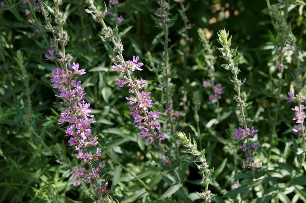 Image of Lythrum salicaria specimen.