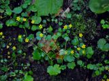 Saxifraga cymbalaria. Цветущее растение. Адыгея, окр. пос. Каменномостский, долина р. Руфабго, влажный каменистый берег реки. 03.07.2017.