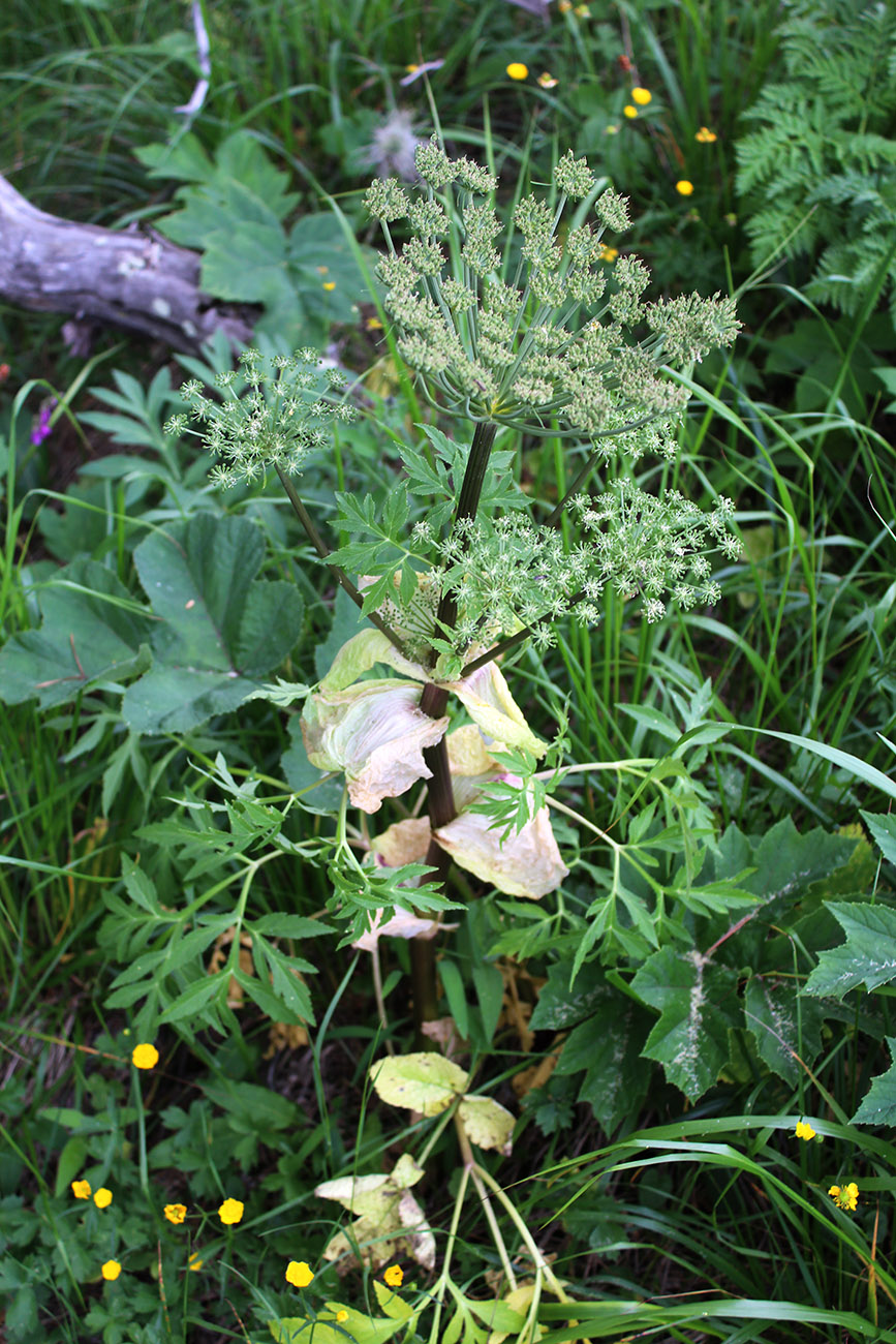 Image of Agasyllis latifolia specimen.