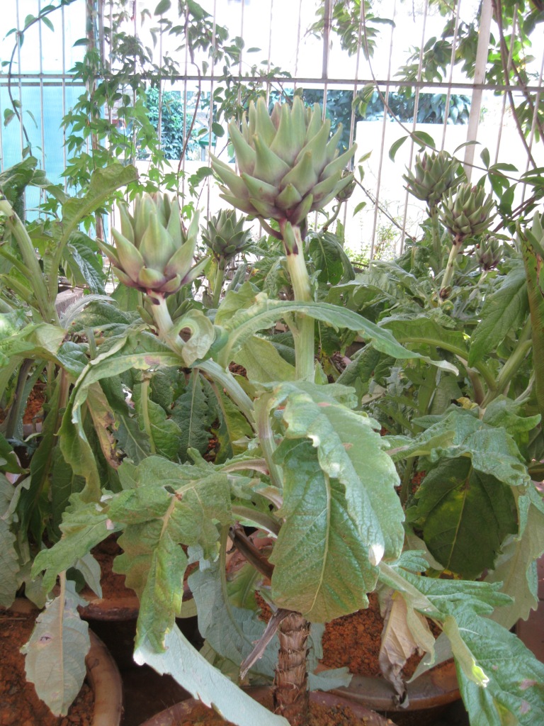 Изображение особи Cynara scolymus.