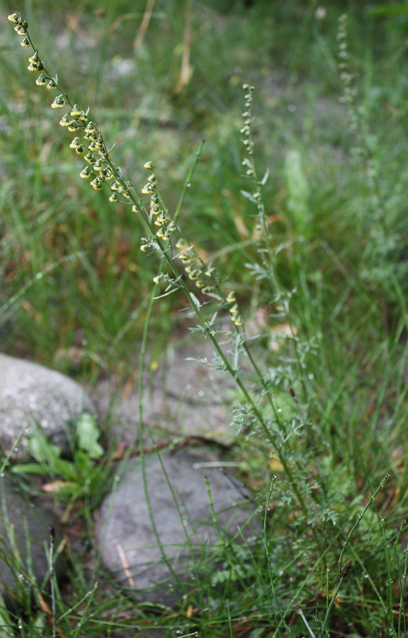 Изображение особи Artemisia laciniata.