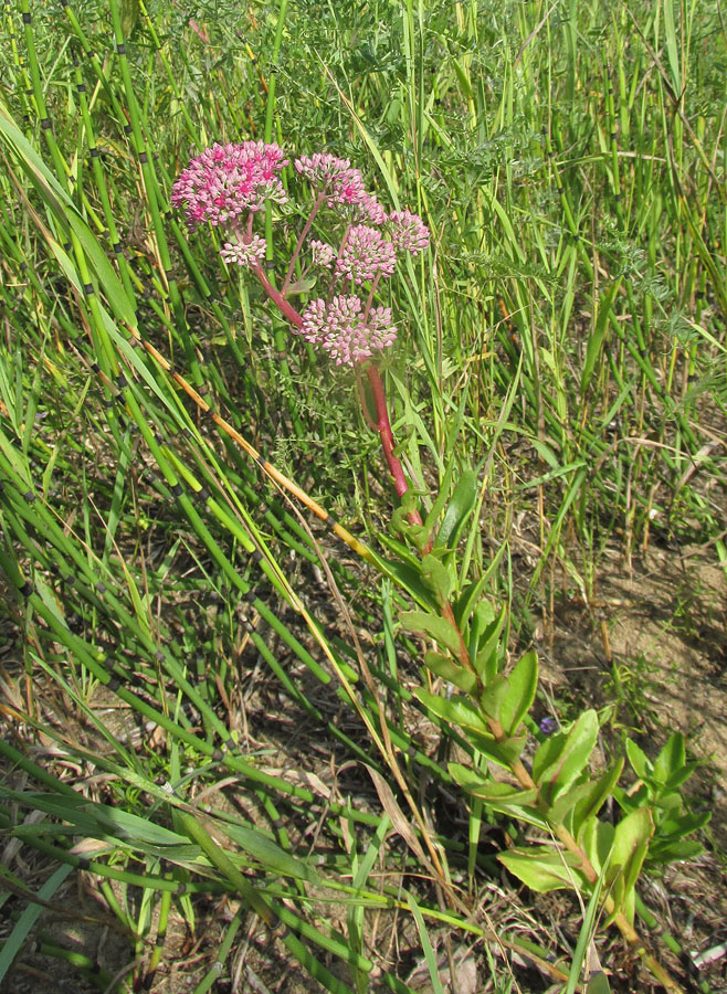 Изображение особи Hylotelephium triphyllum.