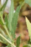 Oenothera pallida