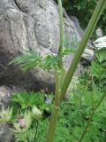 Macrosciadium alatum. Часть цветущего растения. Кабардино-Балкария, Эльбрусский р-н, долина р. Адылсу, ок. 2450 м н.у.м., близ скалы. 23.08.2017.