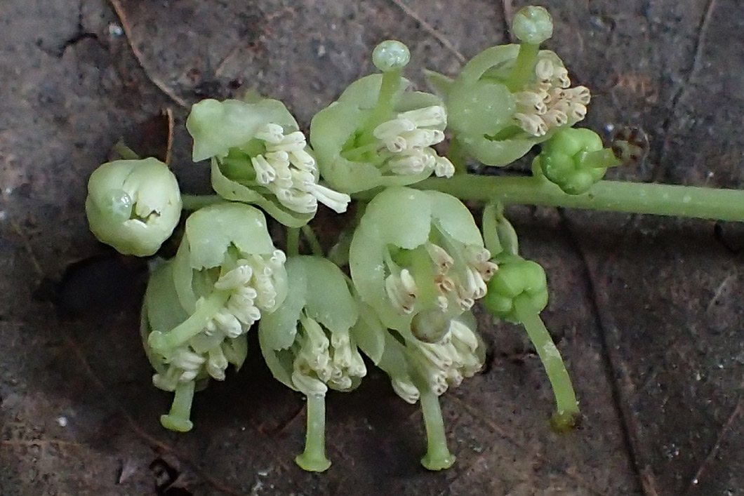 Image of Orthilia secunda specimen.