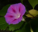 Ipomoea purpurea