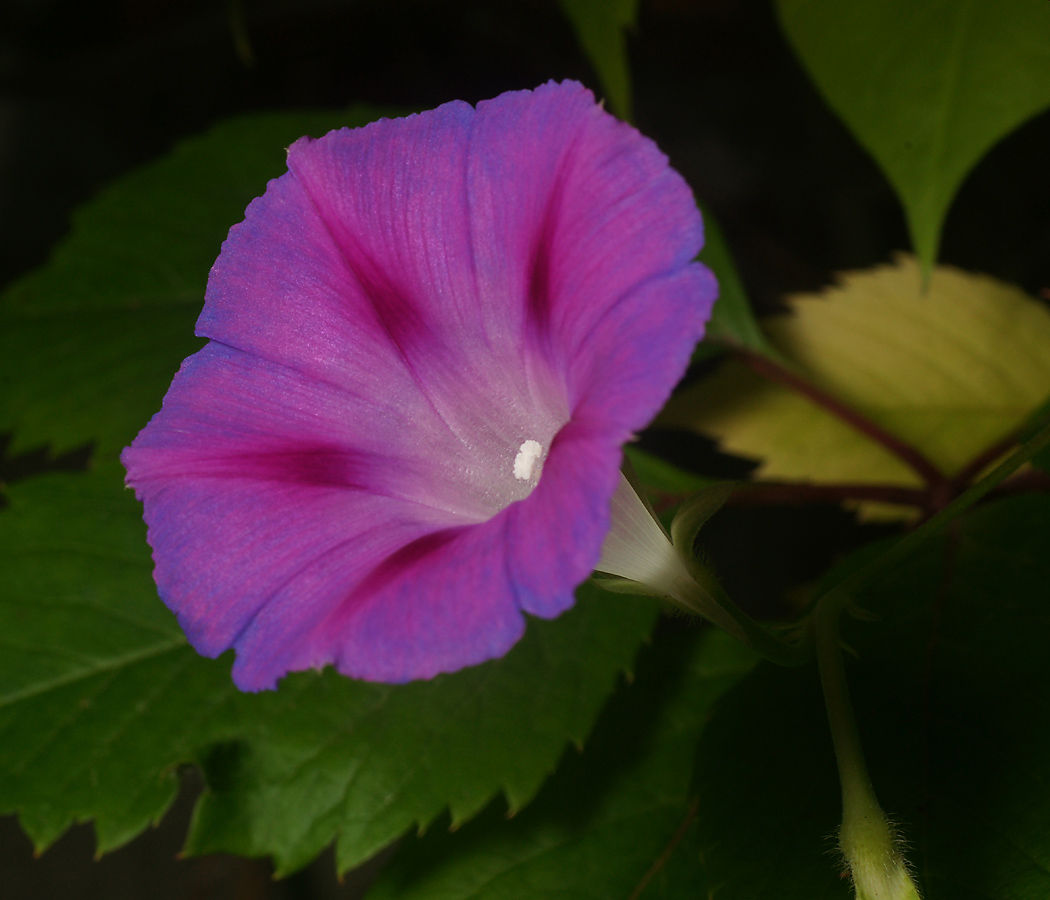 Image of Ipomoea purpurea specimen.