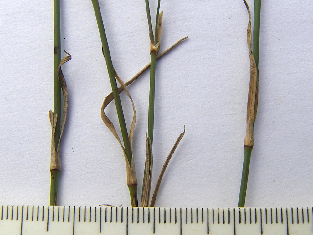 Image of Dianthus pallens specimen.