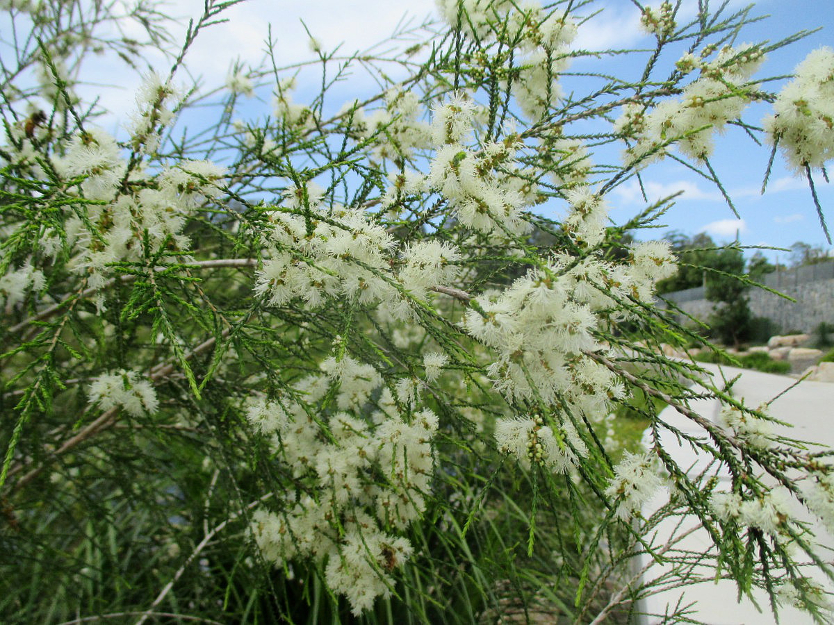 Image of Melaleuca irbyana specimen.