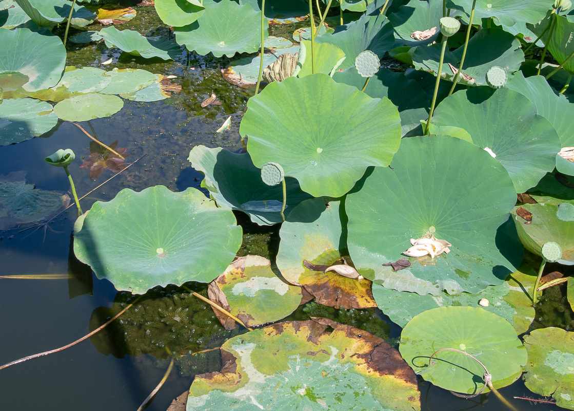 Изображение особи Nelumbo nucifera.