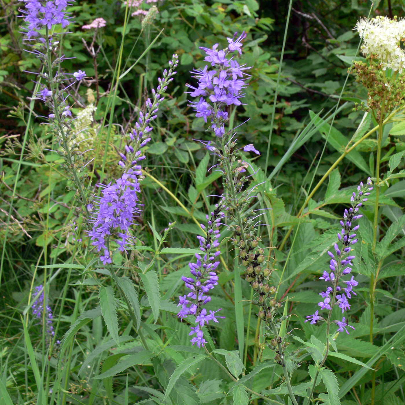 Изображение особи Veronica longifolia.