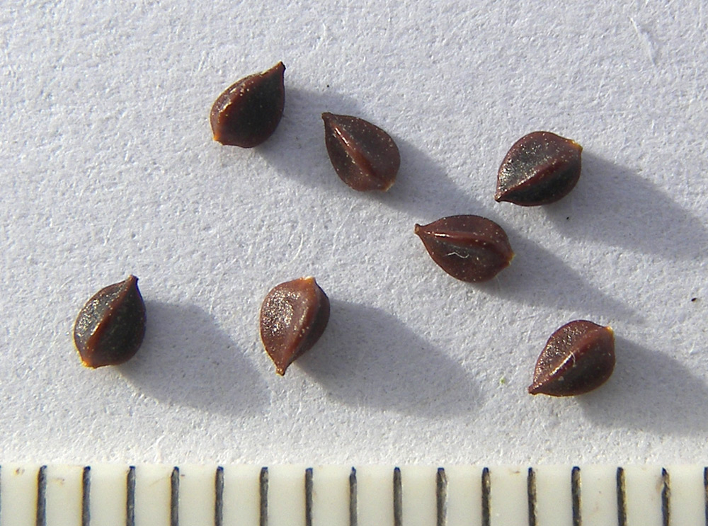 Изображение особи Polygonum arenastrum var. caspicum.