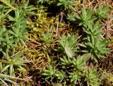 Saxifraga spinulosa. Прикорневые розетки листьев. Якутия, Алданский р-н, левый берег р. Алдан в 6 км выше г. Томмот, задернованный склон. 27.06.2016.
