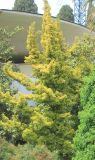 Podocarpus macrophyllus. Верхняя часть дерева. Краснодарский край, Черноморское побережье Кавказа, г. Сочи, в культуре. 28 мая 2015 г.