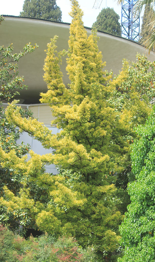 Image of Podocarpus macrophyllus specimen.