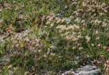 Dryas octopetala. Куртина плодоносящих растений. Коми, Интинский р-н, Приполярный Урал, хр. Малдынырд, левый борт р. Балбанъю, приводораздельное плато над каром оз. Грубепендиты. 30.07.2017.