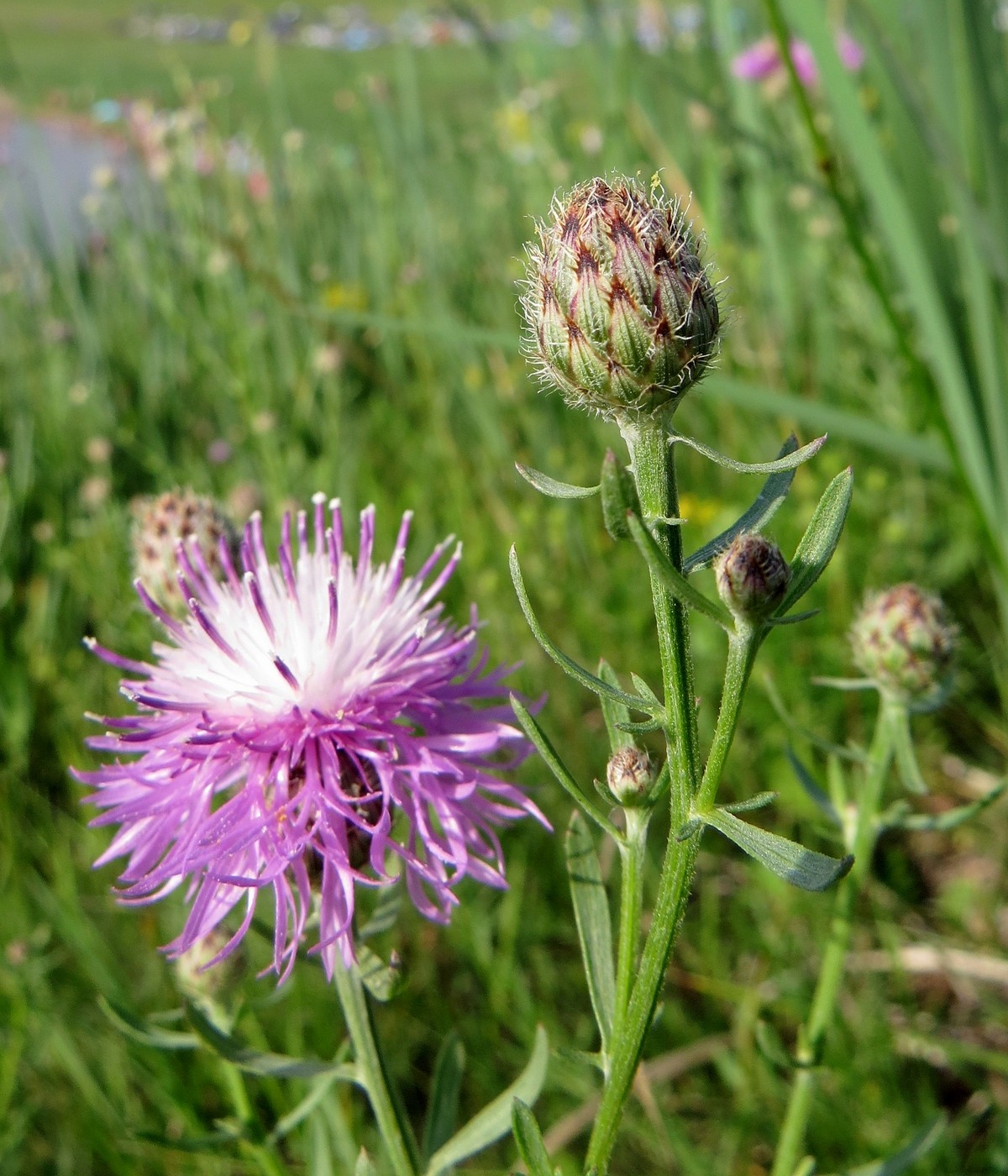 Изображение особи Centaurea stoebe.