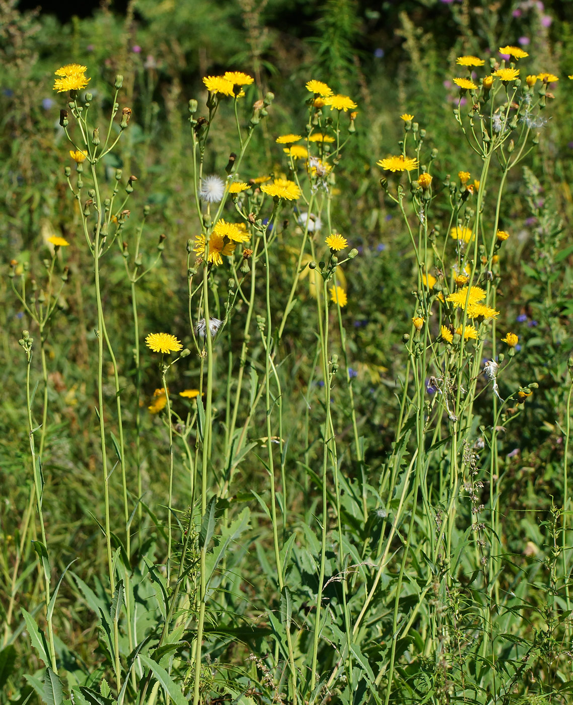 Image of Sonchus arvensis ssp. uliginosus specimen.