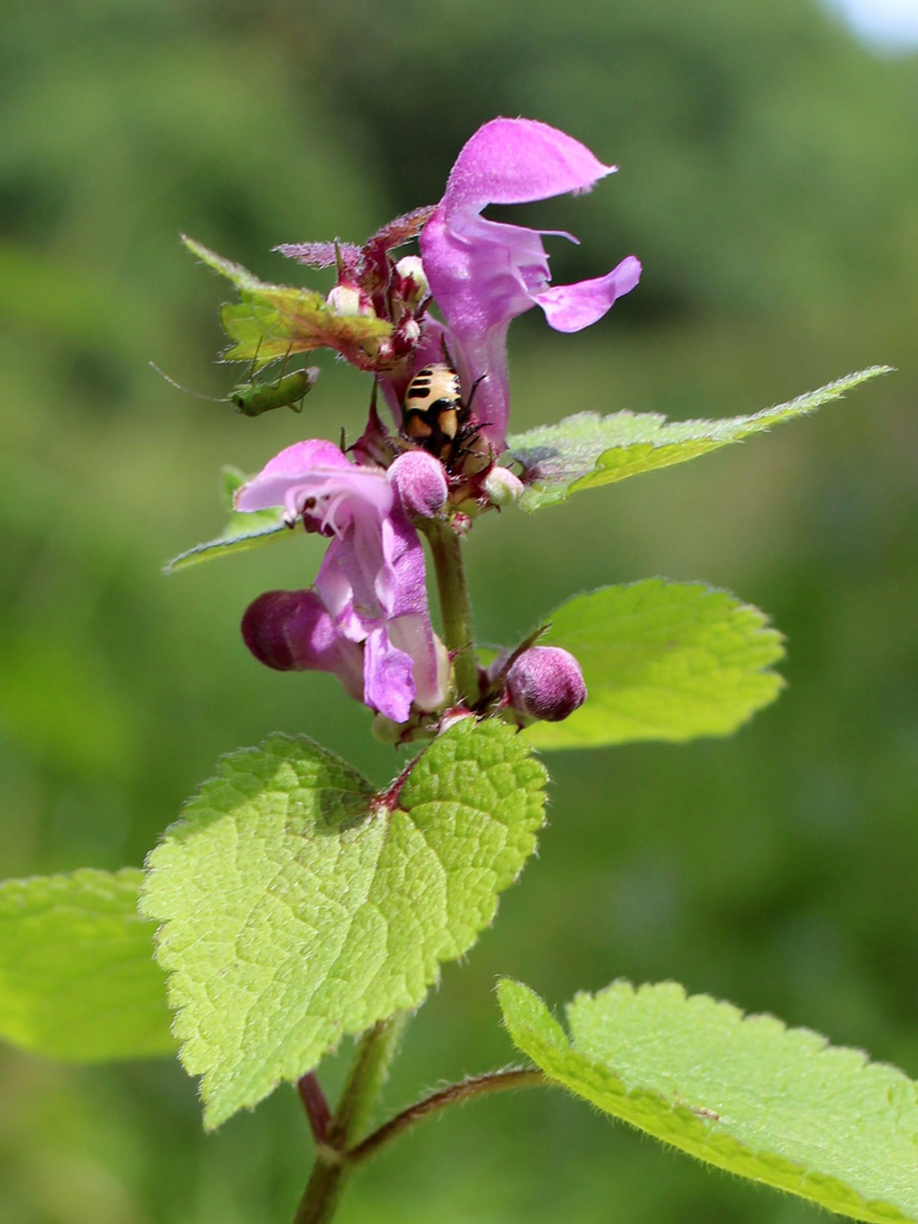 Изображение особи Lamium maculatum.