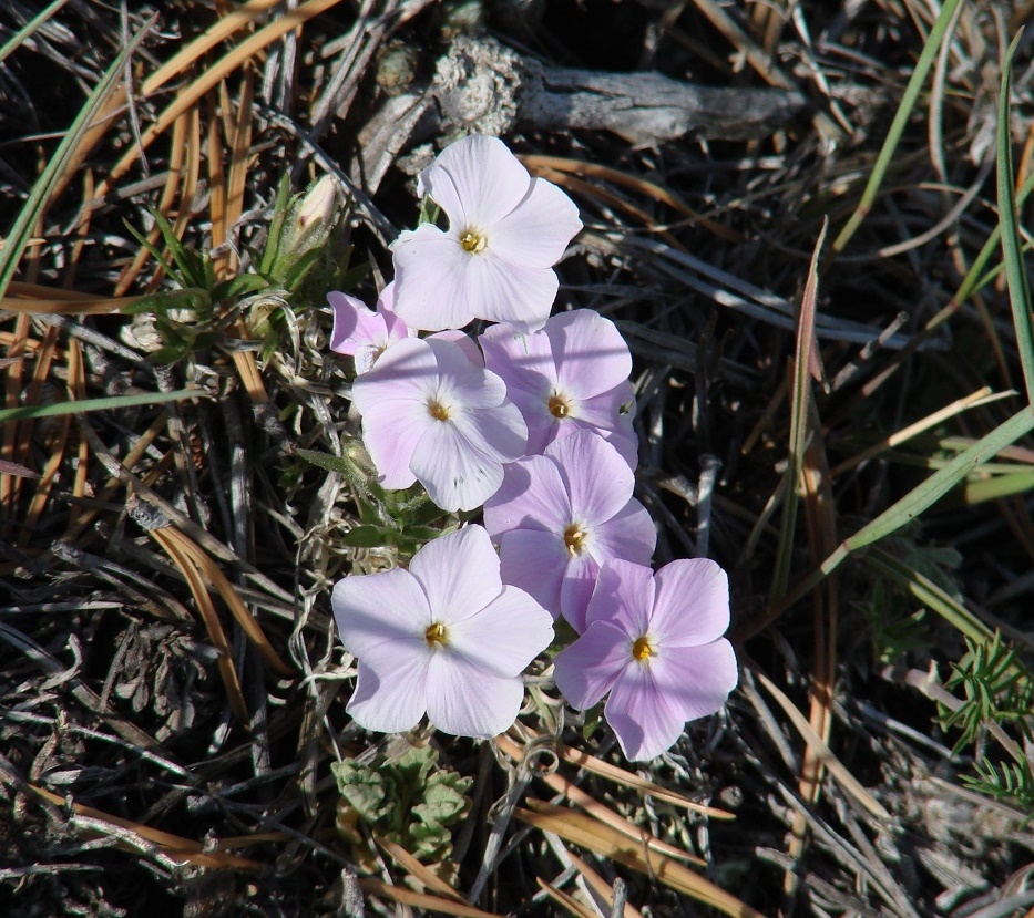 Изображение особи Phlox sibirica.