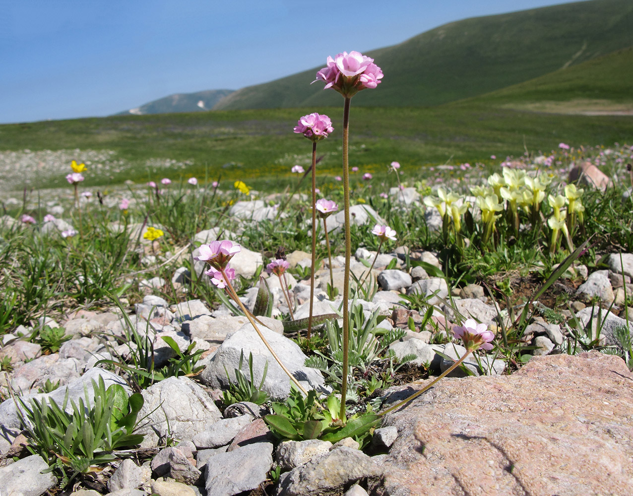 Image of Androsace albana specimen.