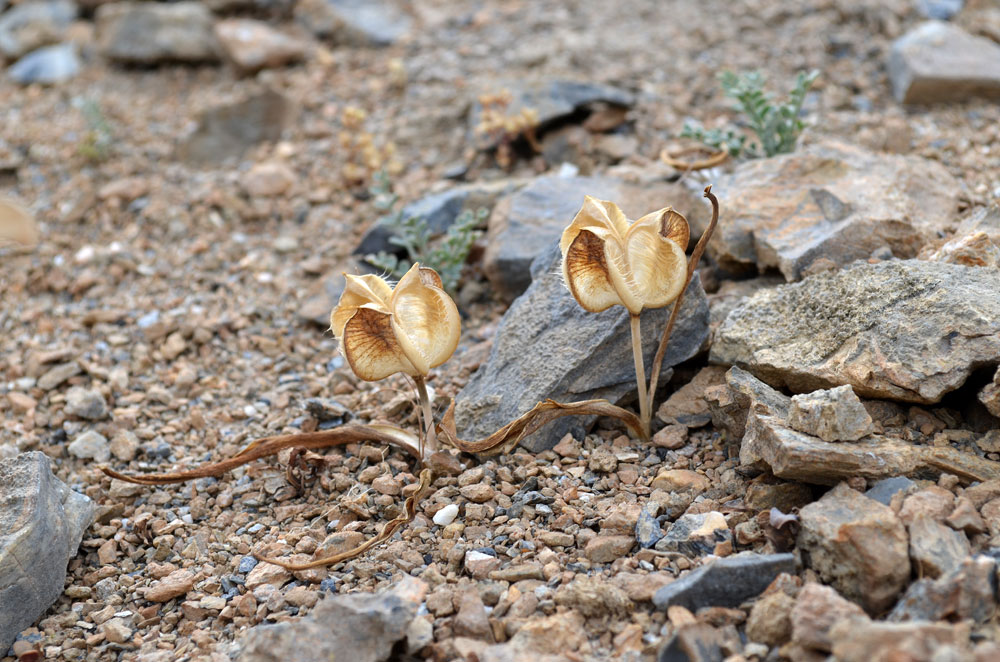 Изображение особи Tulipa turkestanica.