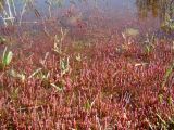 Salicornia perennans. Растения, подтопленные речными водами. Казахстан, Кызыл-Ординская обл., г. Байконур, засоленная пойма р. Сыр-Дарьи. 12.09.2009.