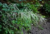 Aruncus sylvestris